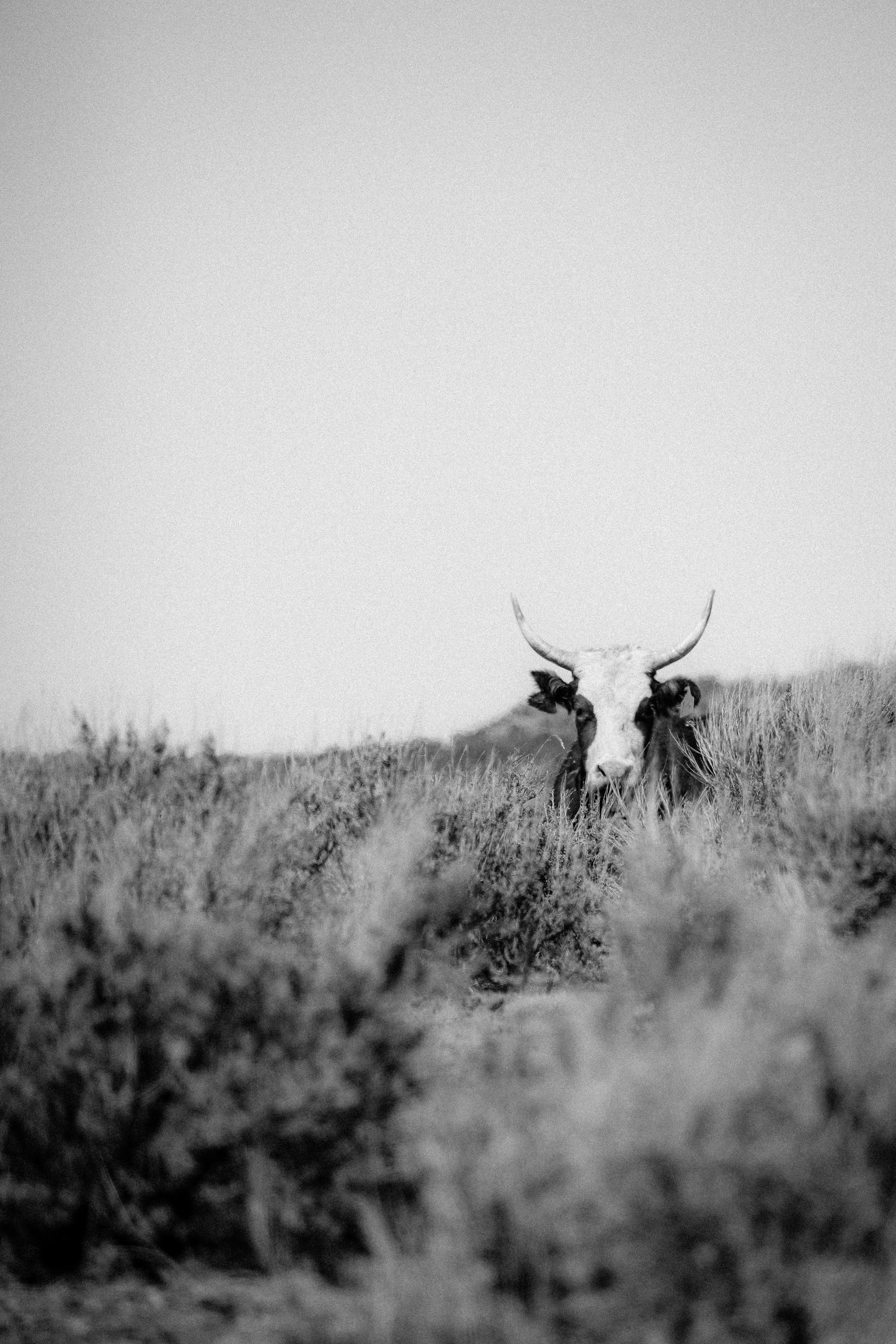 "Lisbon Valley Lou" Black & White 8X10 Print