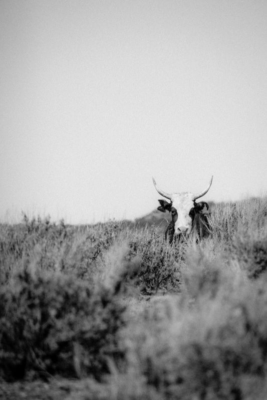 "Lisbon Valley Lou" Black & White 8X10 Print